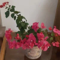 گل کاغذی