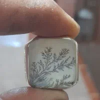 انگشتر شجر ککسیونی