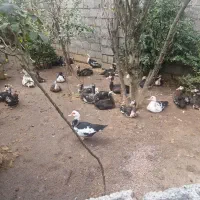 اردک|پرنده|کوچصفهان, |دیوار