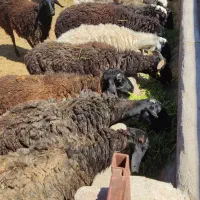 بره نر چاق