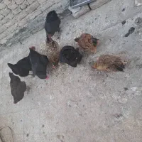 مرغ رسمی تخم گذار