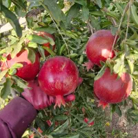 اجاره و فروش انار درشت به درخت سایز ۲۶ و ۲۸