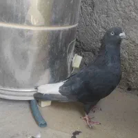 کبوتر دم سفید