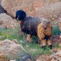 قوچ|حیوانات مزرعه|بابا حیدر, |دیوار