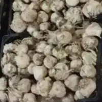 سیر|خوردنی و آشامیدنی|دزفول, |دیوار