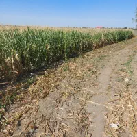 فروش ذرت علوفه یی|عمدهفروشی|فاضل آباد, |دیوار