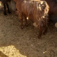 کولار وب ز رومایه گرم|حیوانات مزرعه|مرودشت, ده بید|دیوار