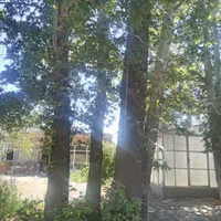 خرید چوب قطع درخت هرس درخت برش درخت|خدمات باغبانی و درختکاری|مشهد, رسالت|دیوار