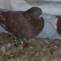 کبوتر