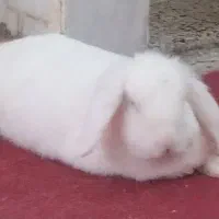 فروش خرگوش ناز وبازیگوش