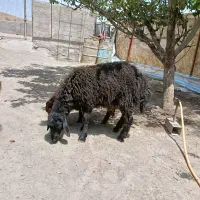 بره|حیوانات مزرعه|زنجان, |دیوار