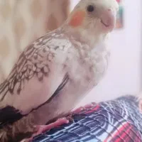 عروس هلندی ماده گل باقالی