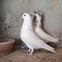 کبوتر پرشی|پرنده|شهریار, فرارت|دیوار