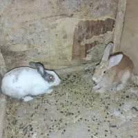 جفت خرگوش نرماده|موش و خرگوش|اهواز, کمپلو جنوبی|دیوار