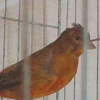 قناری سوخته سرخ نر