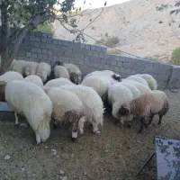 بره|حیوانات مزرعه|سیوان, |دیوار