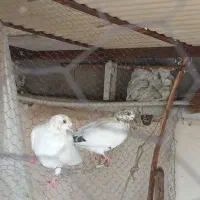 کبوتر ۶تا عالی