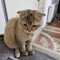 گربه اسکاتیش سه ماه ماده