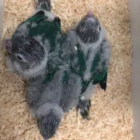 گرینچیک تراکوییس آبی