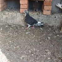 دوبر ماده|پرنده|مشگین شهر, |دیوار