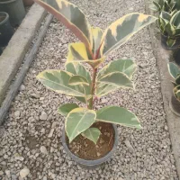 گل فقط 100هزار