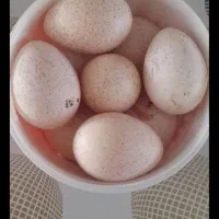 تخم مرغ محلی بوقلمون
