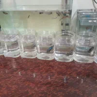 ماهی فایتر|ماهی|تهران, سلیمانی|دیوار