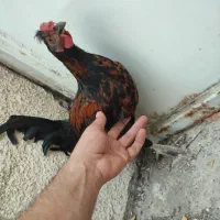 دو عدد خروس گلین جوان