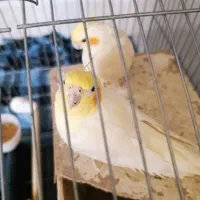 فروش یک جفت عروس هلندی|پرنده|محمدشهر, علی آباد گونه|دیوار