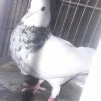 طوقی الماسی خال سیاه ماده