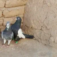 دوکفتر خوب یکی نر یکی ماده|پرنده|تربت‌حیدریه, پائین ولایت|دیوار