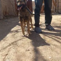 سگ مالینیوز