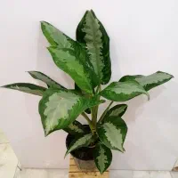 گل و گیاه آپارتمانی|گل و گیاه طبیعی|صدرا-فارس, فاز ۱|دیوار