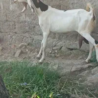 بزپطیری گوبلندابستن ۴ ماه موقعیت جیرفت قابل ارسال