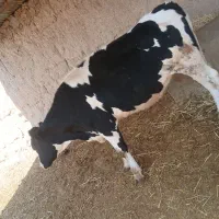 تلیسه آماده تلقیح