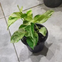 گیاه پتوس مرمر