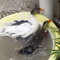 غاز ماده تخم گذار کرچ میشه