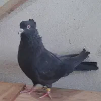 ی جفت کفتر