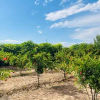 فروش زمین ۳۰۰ متری|فروش زمین و ملک کلنگی|ری, شهرری|دیوار