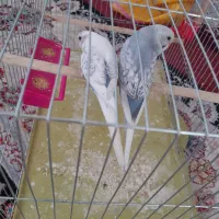 پرنده|پرنده|سیرجان, |دیوار