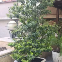 جفت یاس هلندی ارتفاع ۲۴۰cm با گلدان