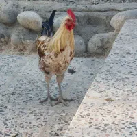 خروس ۸ ماه گلین|حیوانات مزرعه|دورود, |دیوار