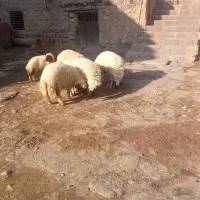 بره پروار|حیوانات مزرعه|کارزان, |دیوار