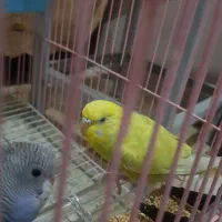 مرغ عشق