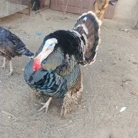 بوقلمون بالغ