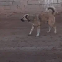 سگ گله ای|سگ|عطاملک, |دیوار