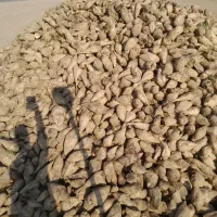 چغندر قند تازه