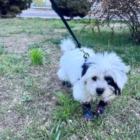 واگذاری به خوانواده سگ شیتزو ۵ ماهه واکسن خورده