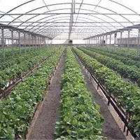 یک کارگر ساده دائم جهت کار در گلخانه
