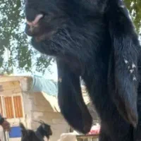 بره قوچ. میش